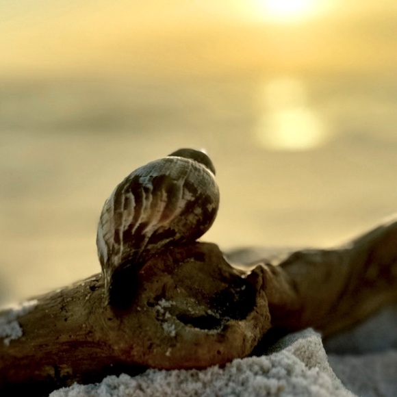 FL TRUE TULIP COLLECTOR SEASHELL SEMI RARE DISPLAY SHELL NAUTICAL DECOR COASTAL - Picture 10 of 12